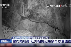 这里雪豹超过200只了！珍贵画面发布→图片