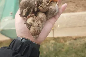 滨州市开展“白玉蜗牛”养殖 培育富民兴渔新赛道图片