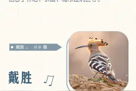 望岳长图 | 泰山常见鸟类图鉴——“爱鸟周”科普系列①图片