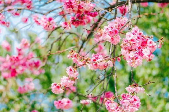 在樱花季的尾声，云南大学呈贡校区的白流苏火了！