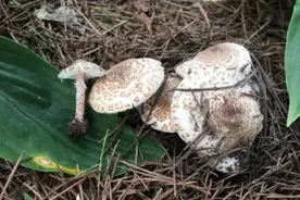 野生蘑菇中毒高发季，勿采勿食要牢记图片