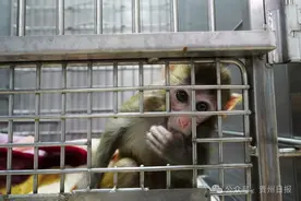 曾经被捡回家喂养的黔灵山猕猴“天意”，在救护中心近况如何？图片