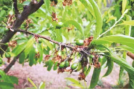 桑白蚧虫防治技术图片