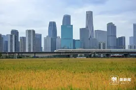 上新，爆火的杭州“麦田CBD”被水稻覆盖，丰收此刻具象化图片