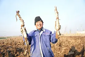 河北隆尧：旱地“贡藕”喜获丰收图片