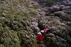 100天的春天 100分的美丽丨盘州乌蒙大草原：万亩杜鹃花开引“蝶”来图片