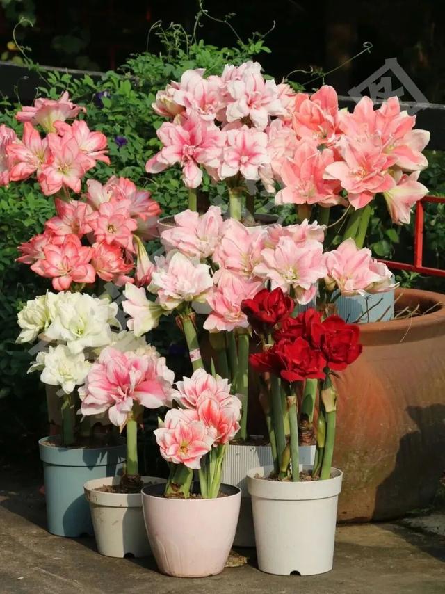 来东莞这片金色稻田，饮啡叹茶！