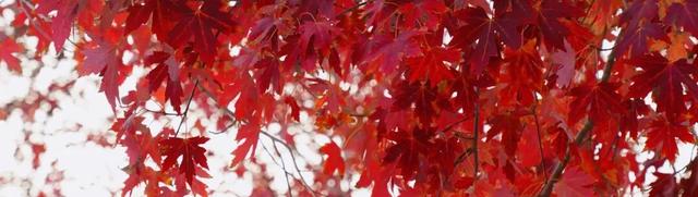 限定美景！听说有人还没去…