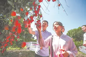 漳州求解荔枝“大小年”之困图片