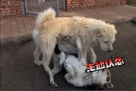 中国下司犬外网爆火 被称为中国狗王：王者无需獠牙，野性也能优雅图片