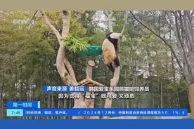 萌出新高度！旅居海外大熊猫成“顶流明星”图片