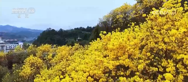 各地以“花”为媒点亮“美丽经济” 春日“颜值”加速转化为文旅“价值”