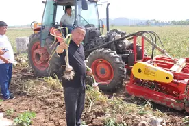 漯河临颍：大蒜收获机降本增效显神通图片