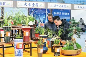 大理兰花茶花博览会兰花展开幕图片