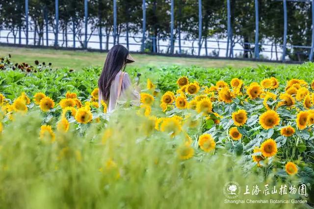 松江秋日限定：一半花海浪漫，一半园林诗意