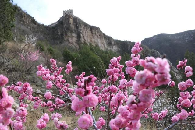 梅花开了！来这条精选的怀柔区郊游线路感受春意盎然