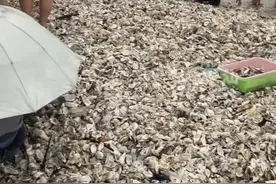 广东一海滩出现大量海鲜，网友：根本捡不完！紧急提醒图片