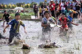 有一种叫云南的生活｜玉溪市通海县大树社区：稻田撵鸭子 沉浸体验乐图片