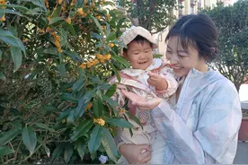 喜迎国庆！莱阳千棵桂花香飘四溢图片