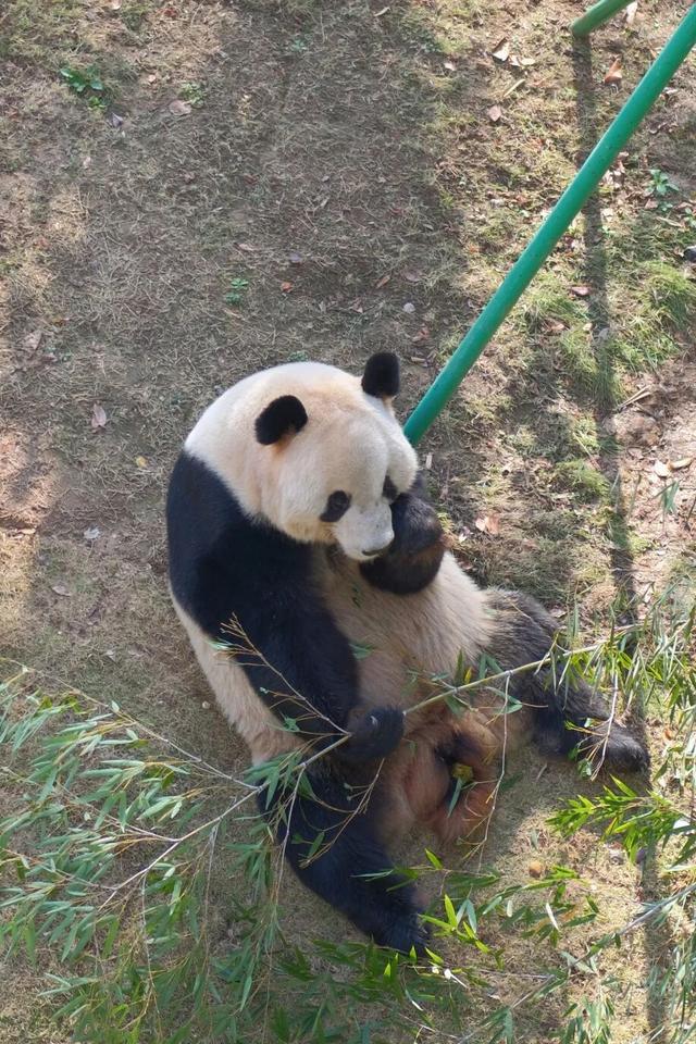 欢迎来到熊猫的家！保姆级攻略请收好！