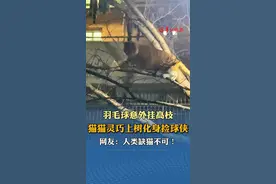 羽毛球意外挂高枝，猫猫灵巧上树化身捡球侠，网友：人类缺猫不可！图片