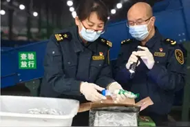 成都海关查获6只巨人恐蚁，该蚁是世界上体型最大的蚂蚁之一图片