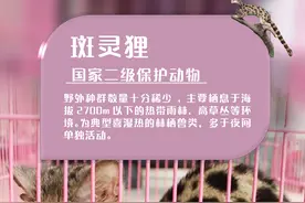 海报｜快看！云南这些小动物有着惊人的“身价”图片