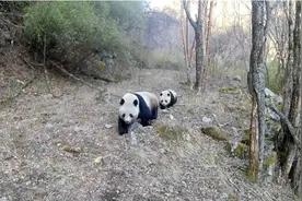 大熊猫带崽出镜 这里接连拍到大熊猫母子同框“名场面”图片