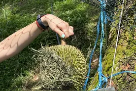 中马互免签证延长！暑假去体验“榴莲自由”图片