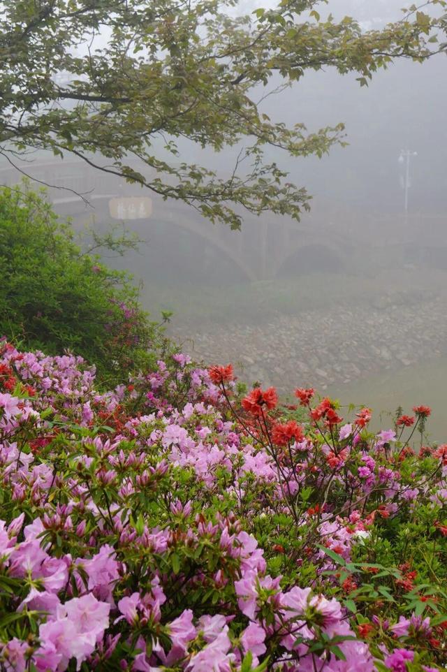 开了！开了！福州开了成片杜鹃花海！快上鼓岭
