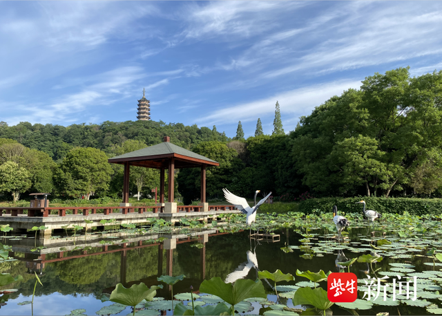 镇江焦山“颜值”焕新记：静水深流的生态治理