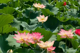 “荷”力激活乡村游，龙川佗城荷塘成网红打卡点图片