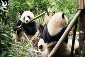 国庆到底去哪玩？建议盲冲成都这些「耍法」！图片