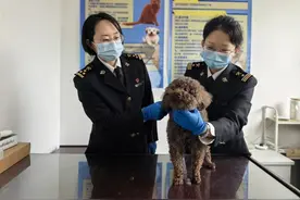 首单完成！石家庄海关上线“携带出境宠物检疫”，如何申请？图片