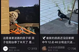 急急急！网友在线询问：9.3 阅兵的和平鸽，好像迷路找不到家怎么办？这样帮助它们→图片