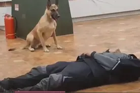 主人晕倒后狗狗的反应，一系列操作很“专业”，网友:它居然还知道人工呼吸图片