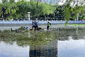 龙泽湖“焕新记”：泰安园林力除水草，再现碧波荡漾图片