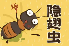 拍死一只引发皮炎溃烂？这个季节小心“飞行的硫酸罐”！图片