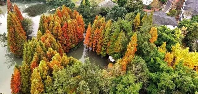 成都限定红！水杉最美季节上线，赶紧打卡