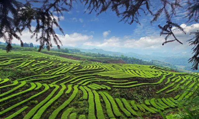 锁定宜宾！总台春晚的“盲盒”里，藏着N张惊艳的名片