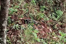 吓人！云南一小学附近发现眼镜王蛇窝，还有50个蛇蛋……图片