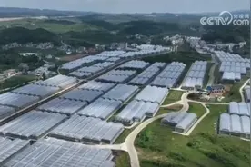 大数据“灌溉”传统种植 “数字+农业”发展为农业生产现代化注入新活力图片