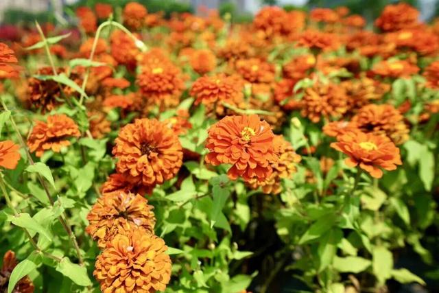 趁秋色浪漫，见一面吧