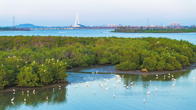 暖冬“追鸟”去！在海口美兰，邂逅灵动之美~