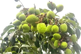 广州地区最早熟荔枝——三月红荔枝将在5月上旬上市图片