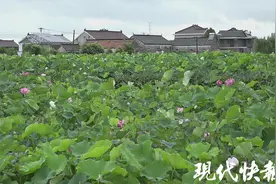 罕见！盐城万株荷园里有一株并蒂莲蓬图片