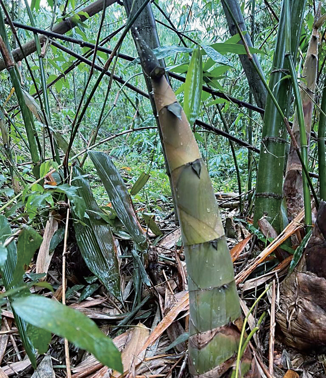 央视大片《珠江》里的花都⑤：山水滋养的田园至味