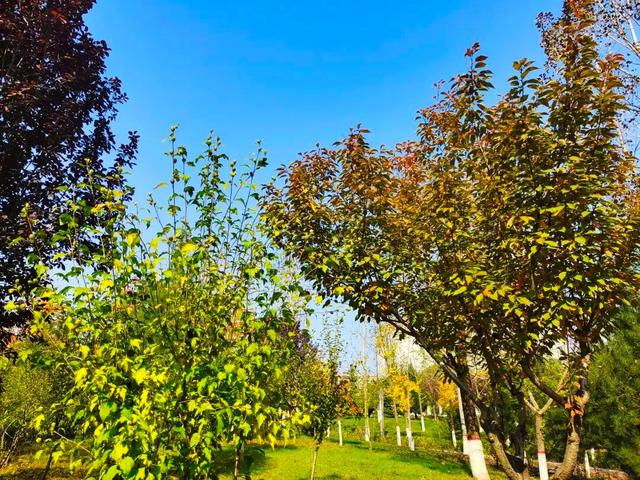 宁县：公园秋色惹人醉 生态宜居成色足