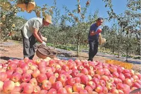 平凉：早熟苹果迎丰收 采摘销售正当时图片