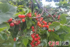 云南华坪：小樱桃托起致富梦图片